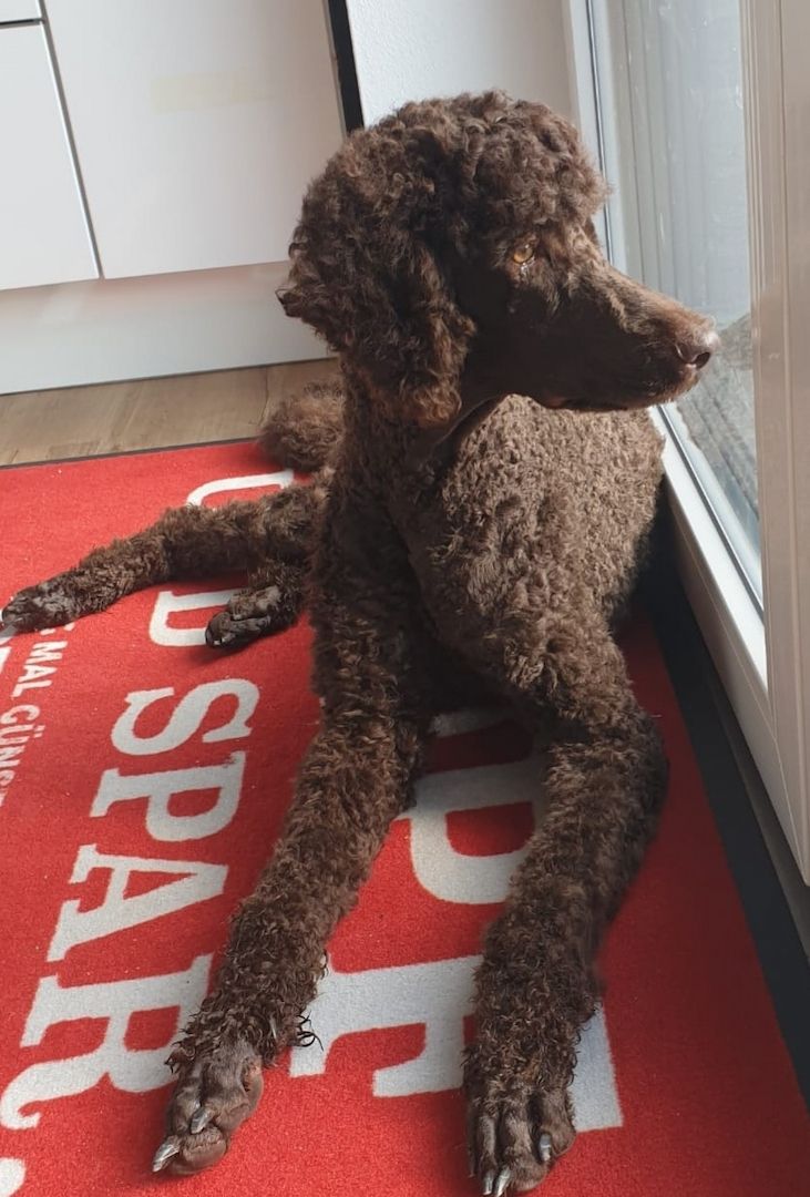 Liebe Königspudel Großpudel Welpen/ Pudel / Königspudelwelpen/ Großpudelwelpen 