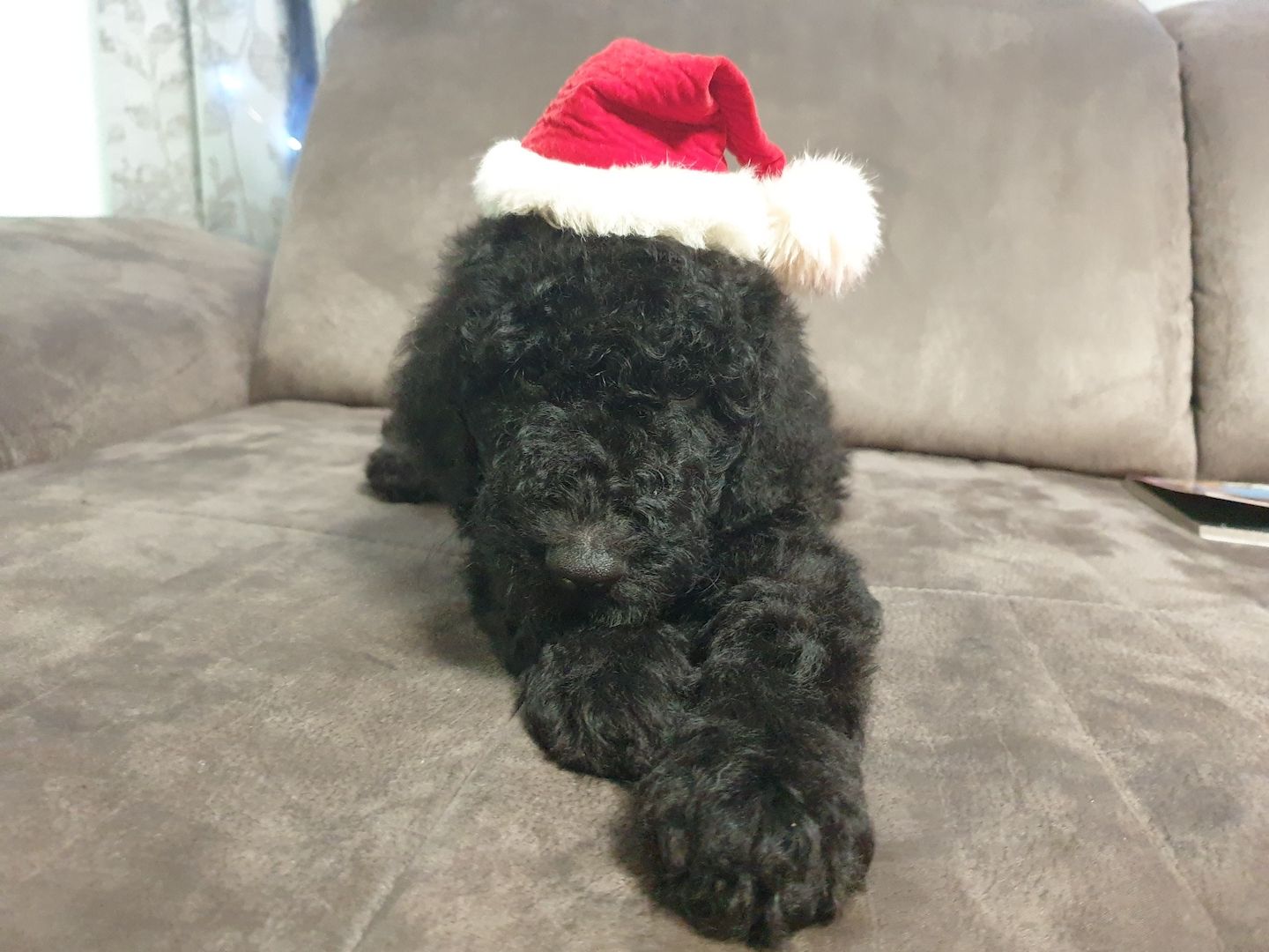 Liebe Königspudel Großpudel Welpen/ Pudel / Königspudelwelpen/ Großpudelwelpen 