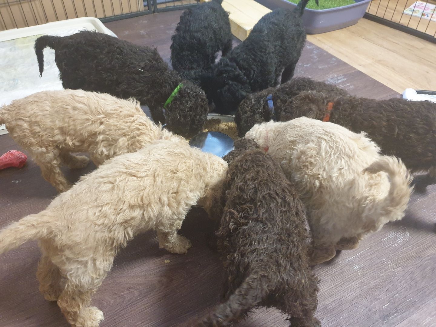 Liebe Königspudel Großpudel Welpen/ Pudel / Königspudelwelpen/ Großpudelwelpen 