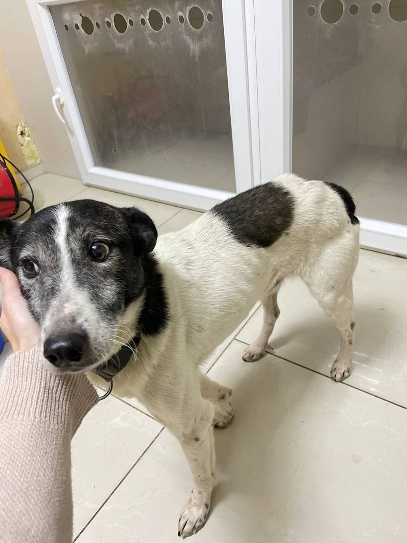 Hund schwarz und weiß will adoptiert werden