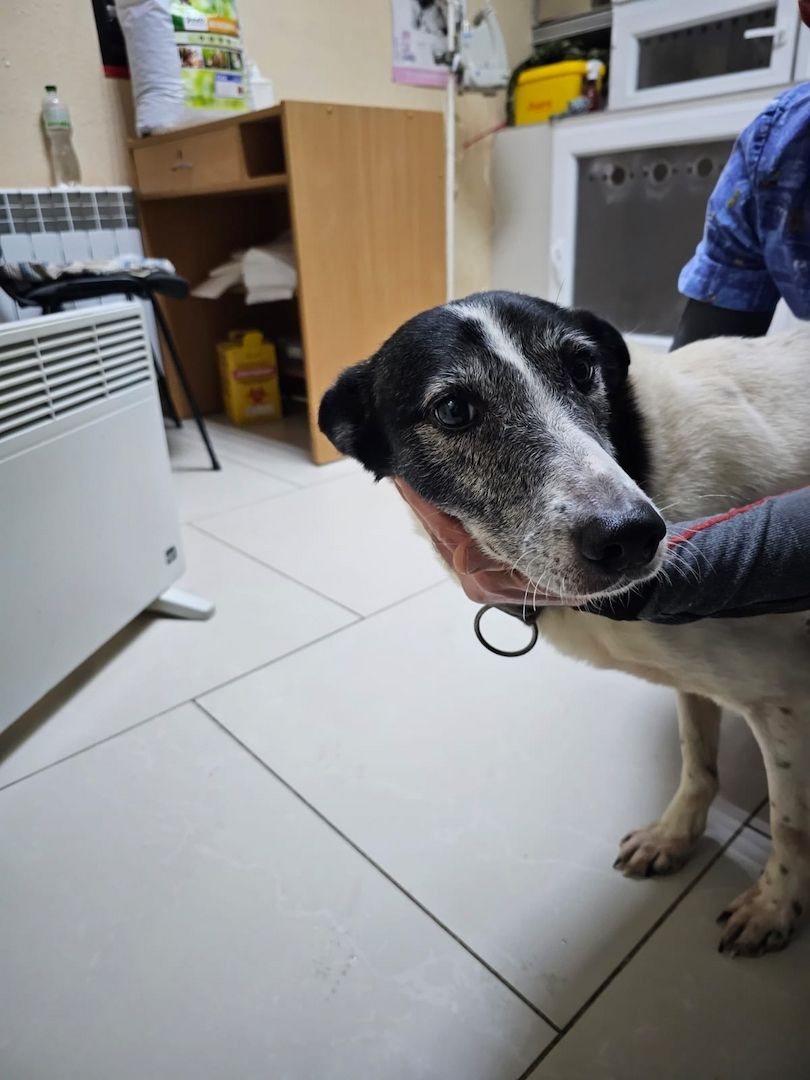 Hund schwarz und weiß will adoptiert werden