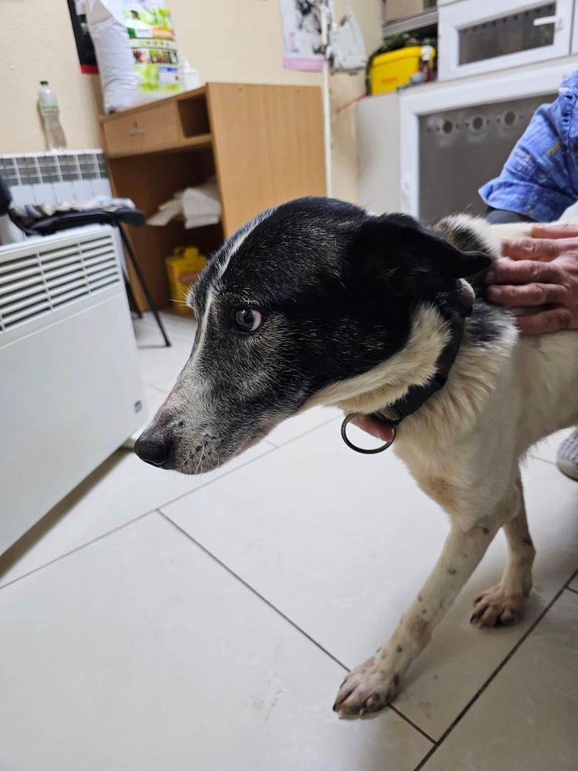 Hund schwarz und weiß will adoptiert werden