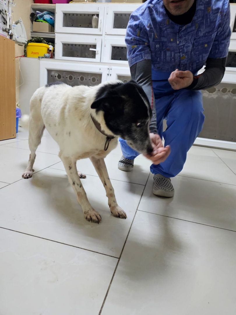 Hund schwarz und weiß will adoptiert werden