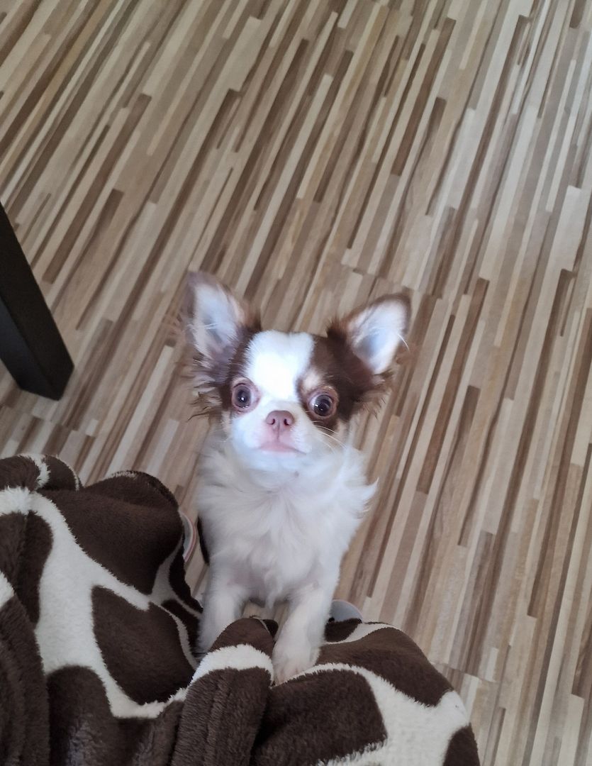 Chihuahua Weibchen