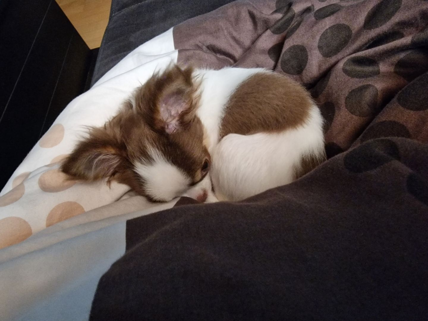 Chihuahua Weibchen