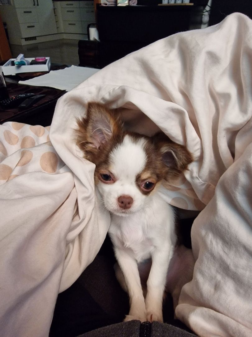 Chihuahua Weibchen