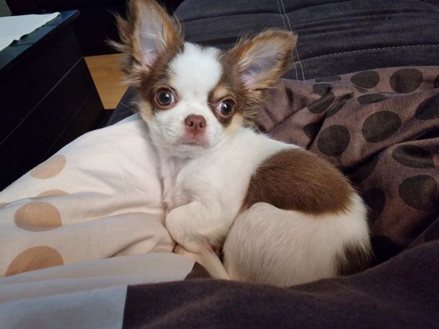 Chihuahua Weibchen