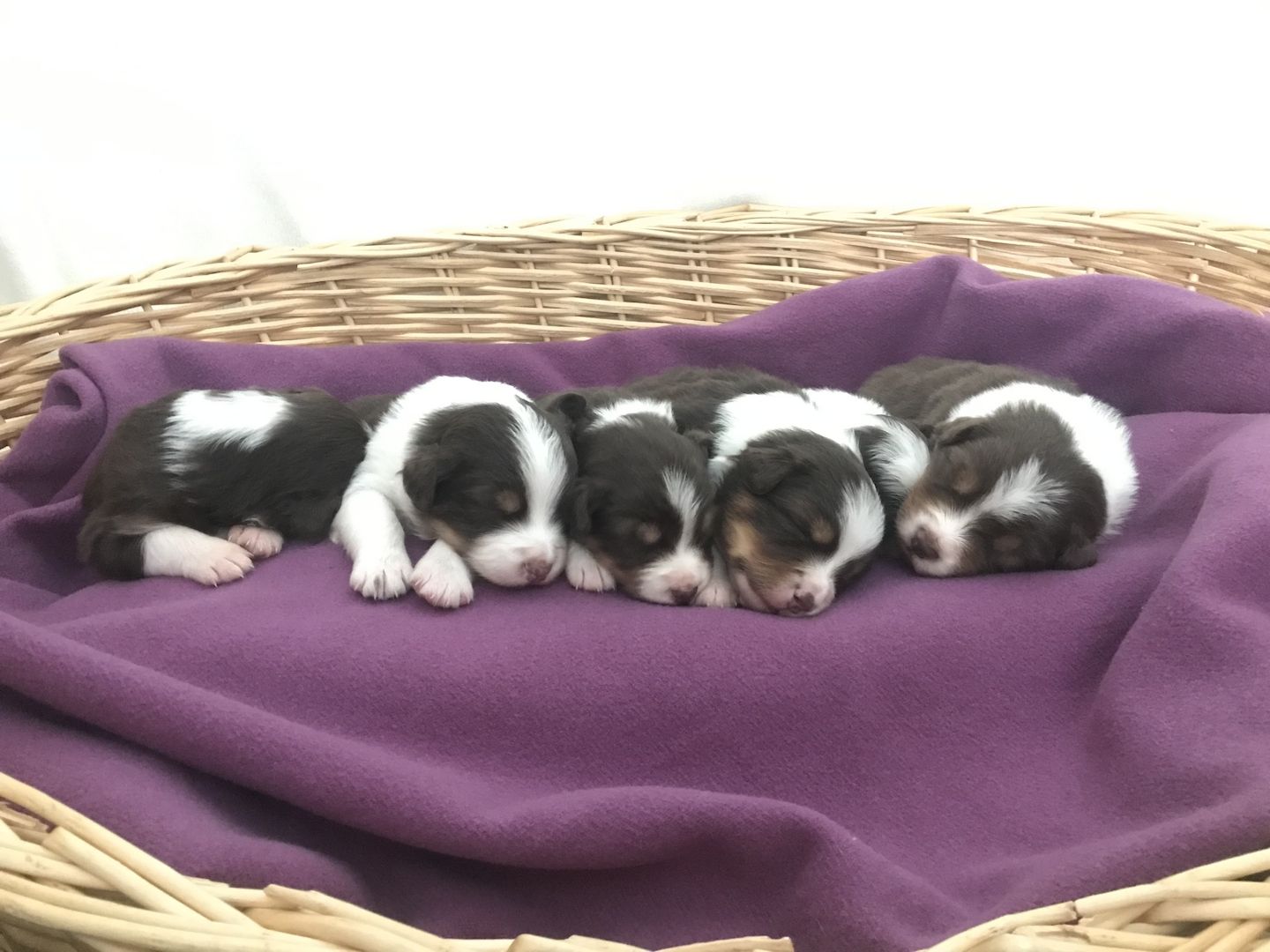 Australian Shepherd Welpen red tri Wurf Hund Tier Australian Shepherd Welpen red tri Wurf Hund Tier