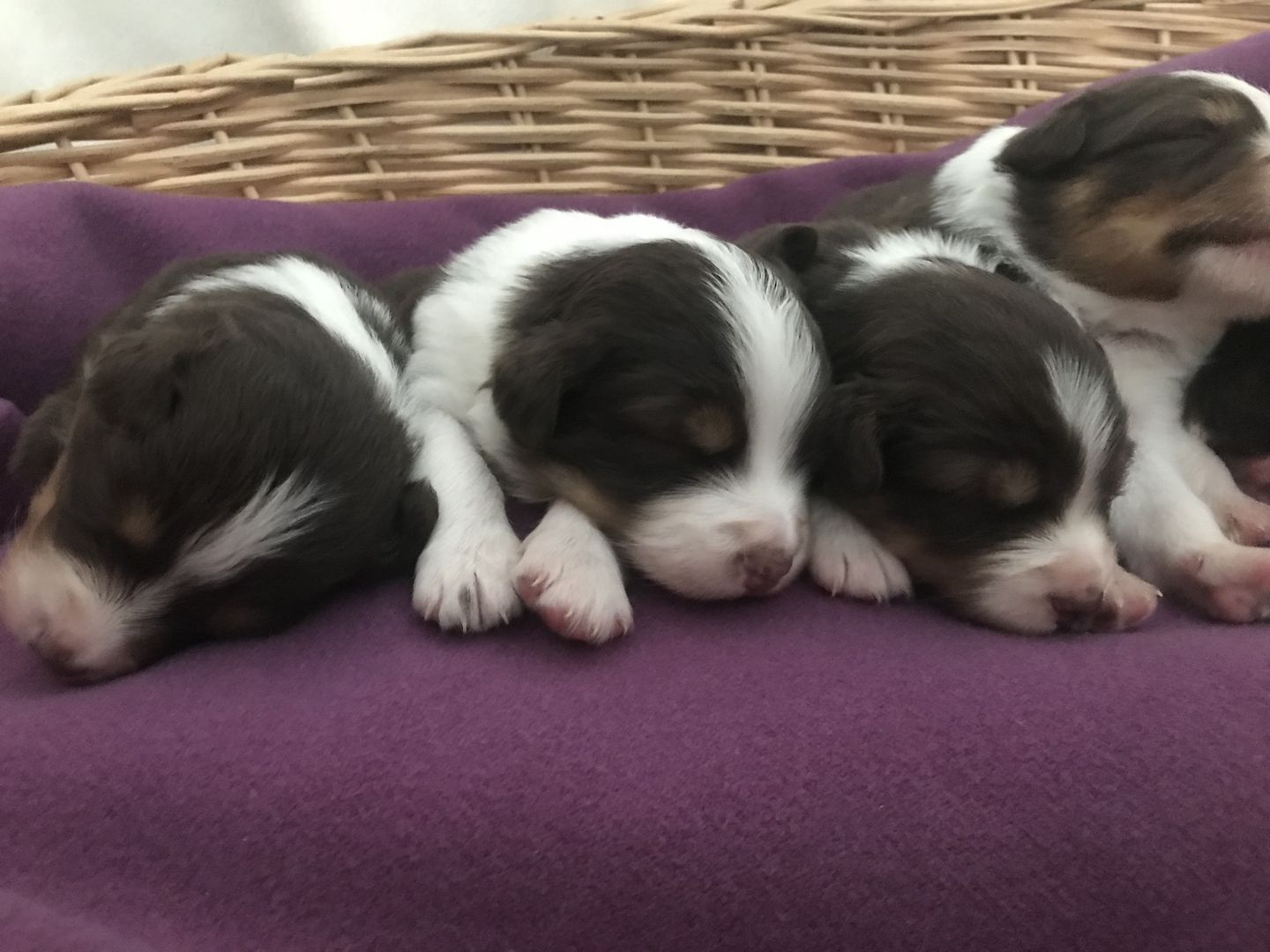 Australian Shepherd Welpen red tri Wurf Hund Tier Australian Shepherd Welpen red tri Wurf Hund Tier