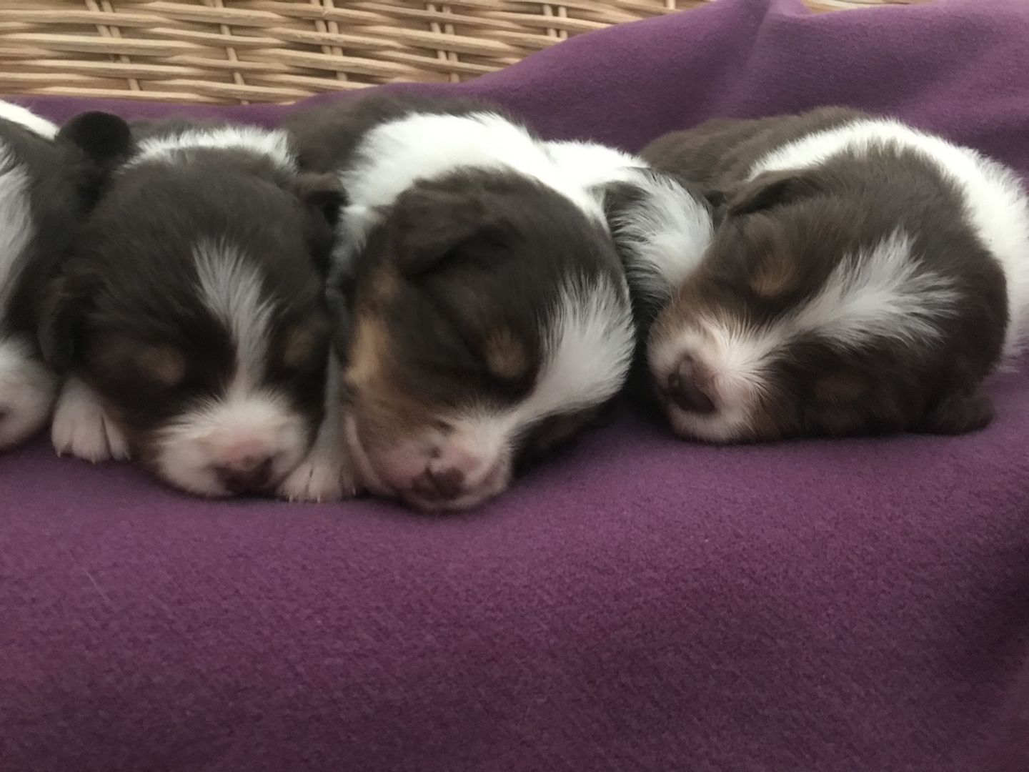 Australian Shepherd Welpen red tri Wurf Hund Tier Australian Shepherd Welpen red tri Wurf Hund Tier