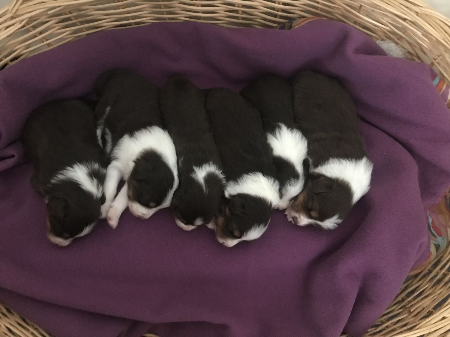 Australian Shepherd Welpen red tri Wurf Hund Tier Australian Shepherd Welpen red tri Wurf Hund Tier