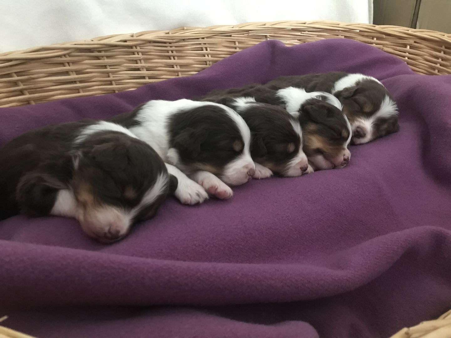 Australian Shepherd Welpen red tri Wurf Hund Tier Australian Shepherd Welpen red tri Wurf Hund Tier