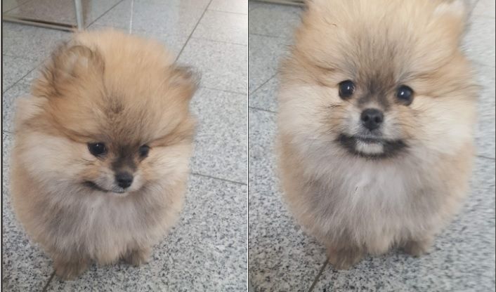 Zwerg Spitz Welpen pomeranian