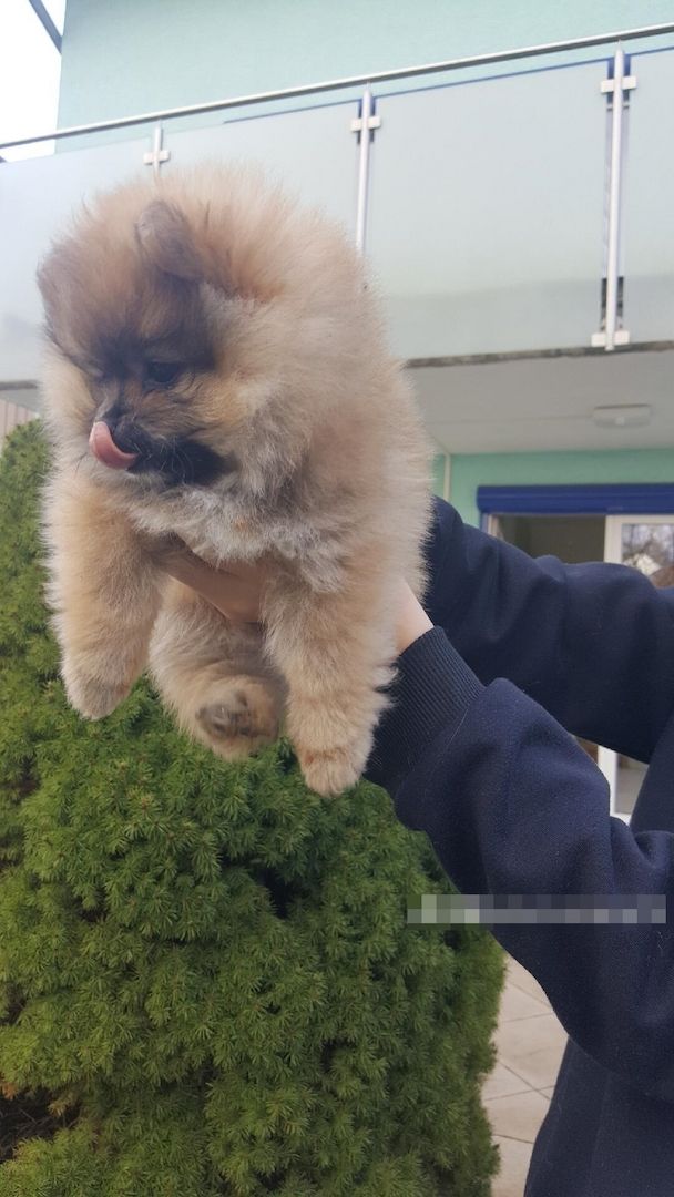 Zwerg Spitz Welpen pomeranian