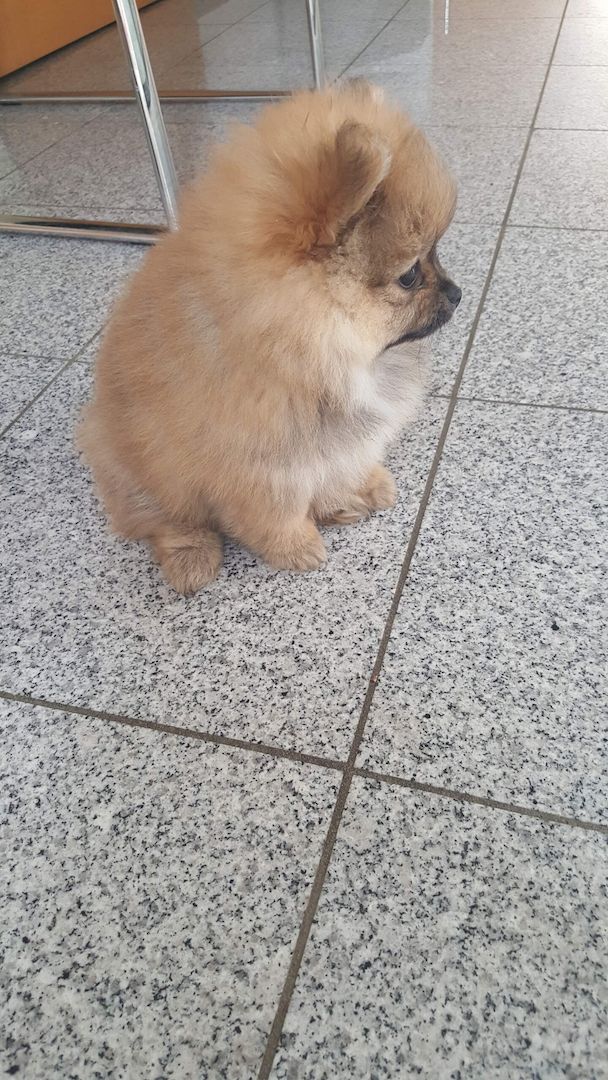 Zwerg Spitz Welpen pomeranian