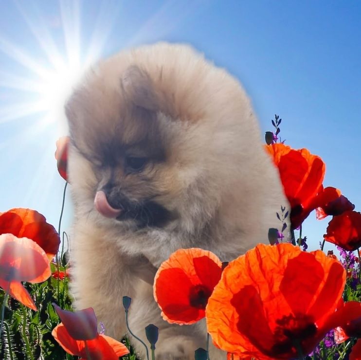 Zwerg Spitz Welpen pomeranian