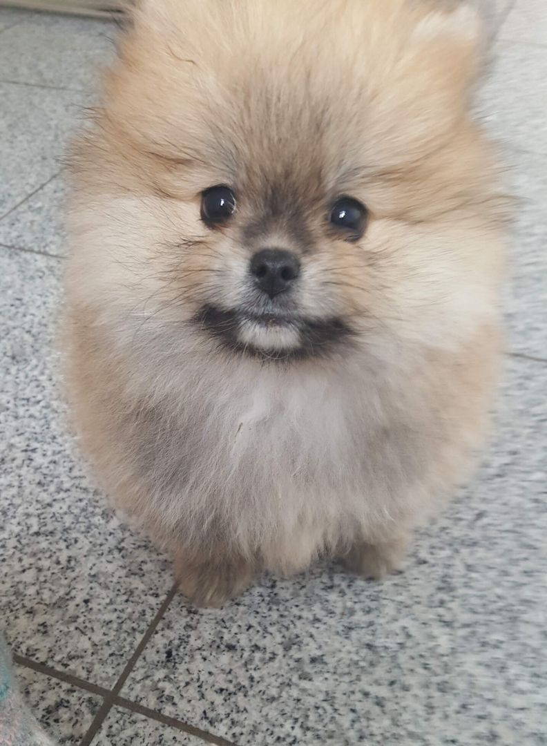 Zwerg Spitz Welpen pomeranian