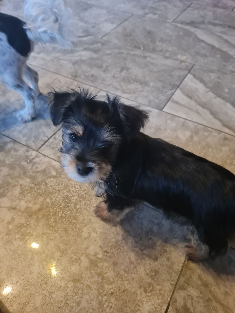 Biewer Yorkshire Terrier Mix