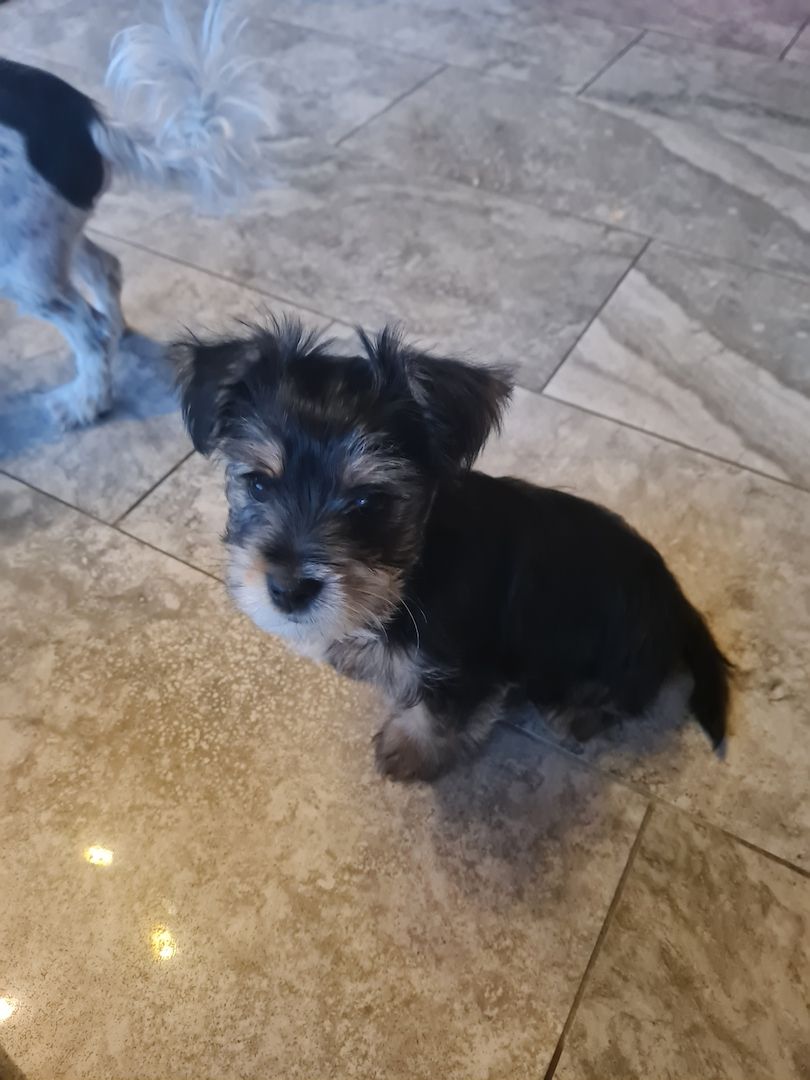 Biewer Yorkshire Terrier Mix