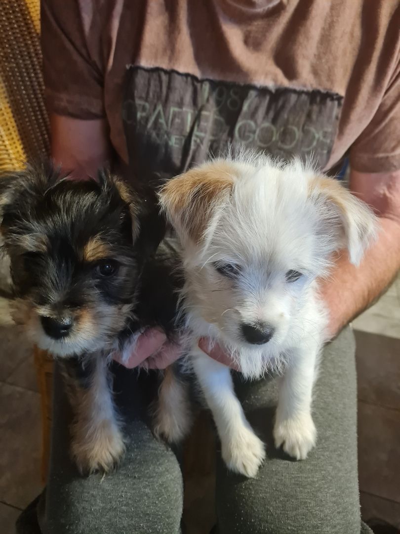 Biewer Yorkshire Terrier Mix