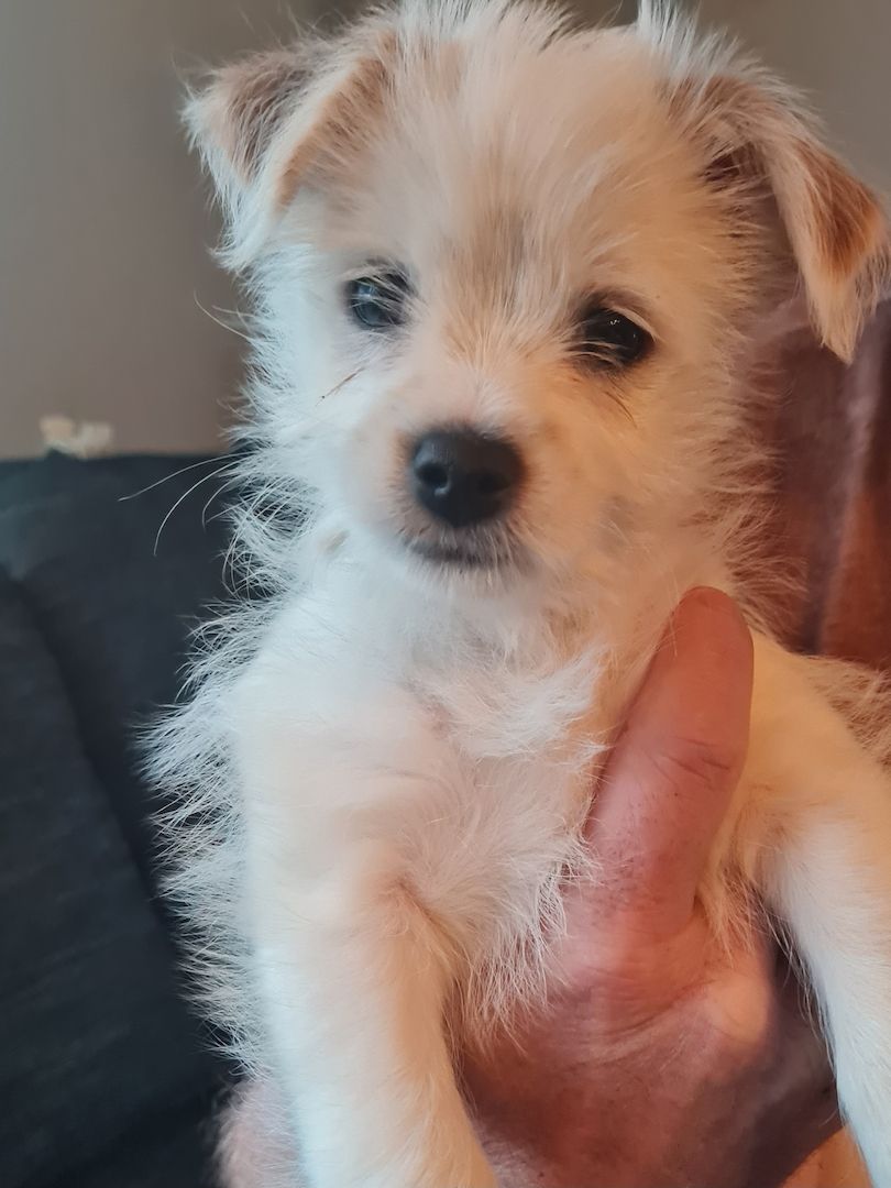 Biewer Yorkshire Terrier Mix