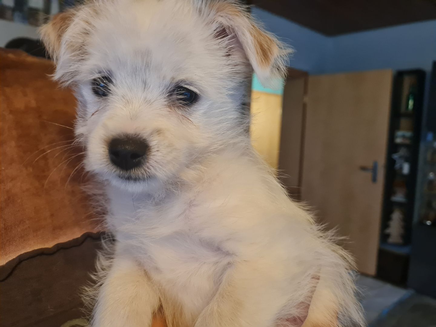 Biewer Yorkshire Terrier Mix