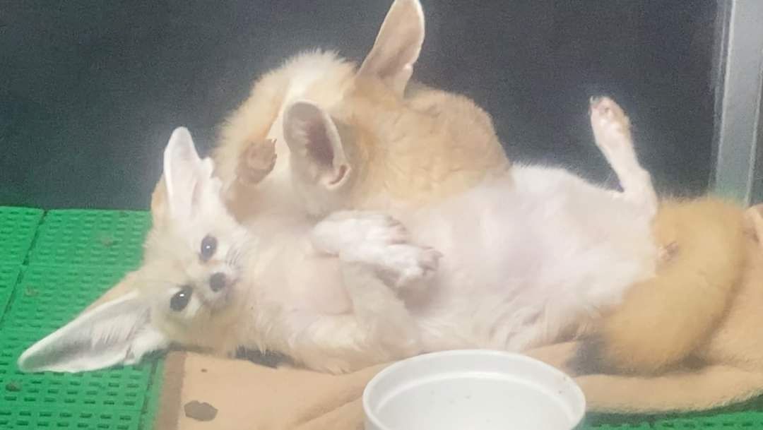 Fennec-Fuchs verfügbar