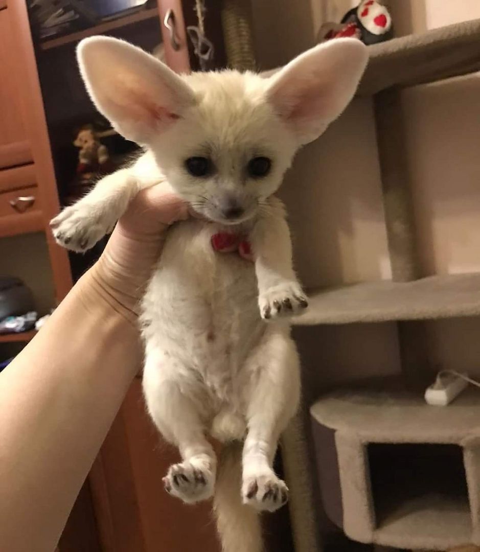 Fennec-Fuchs verfügbar