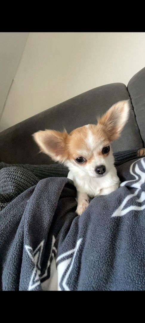 Chihuahua Hündin