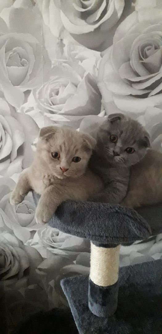 BKH Kitten Scottish-Fold Katzenbabys