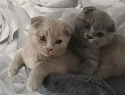 BKH Kitten Scottish-Fold Katzenbabys