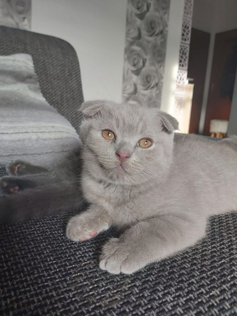 BKH Kitten Scottish-Fold Katzenbabys