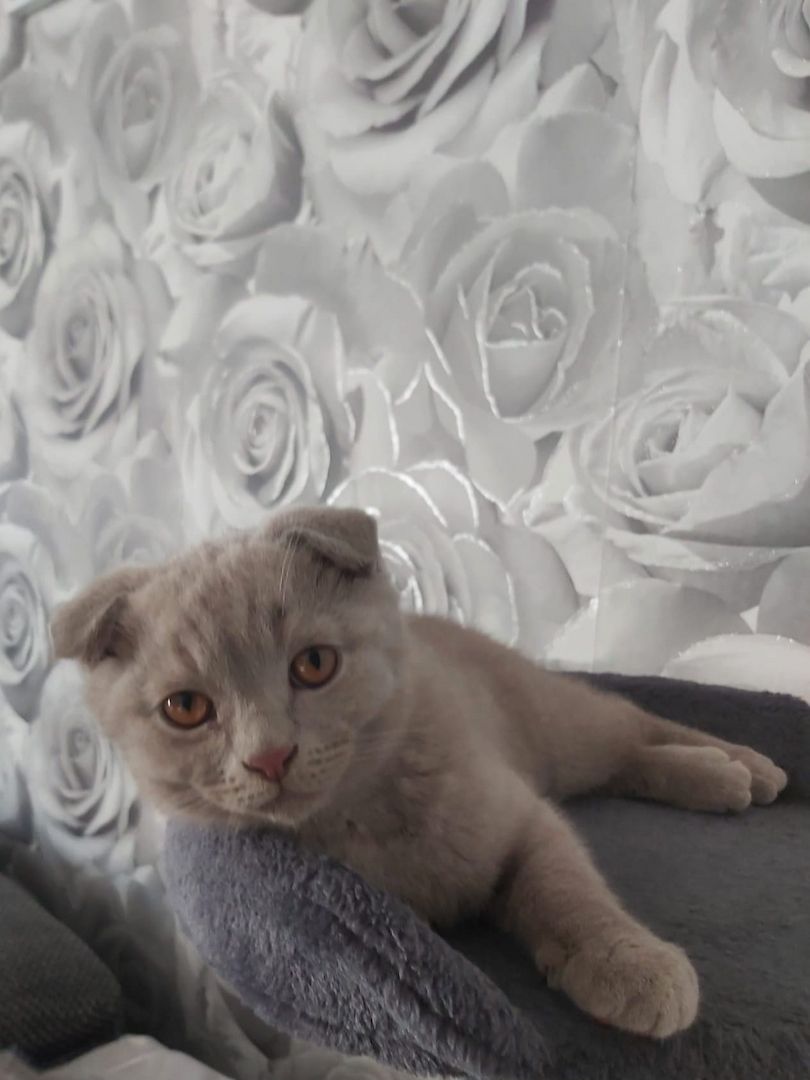BKH Kitten Scottish-Fold Katzenbabys