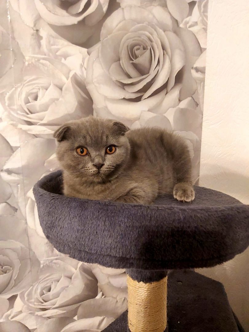 BKH Kitten Scottish-Fold Katzenbabys