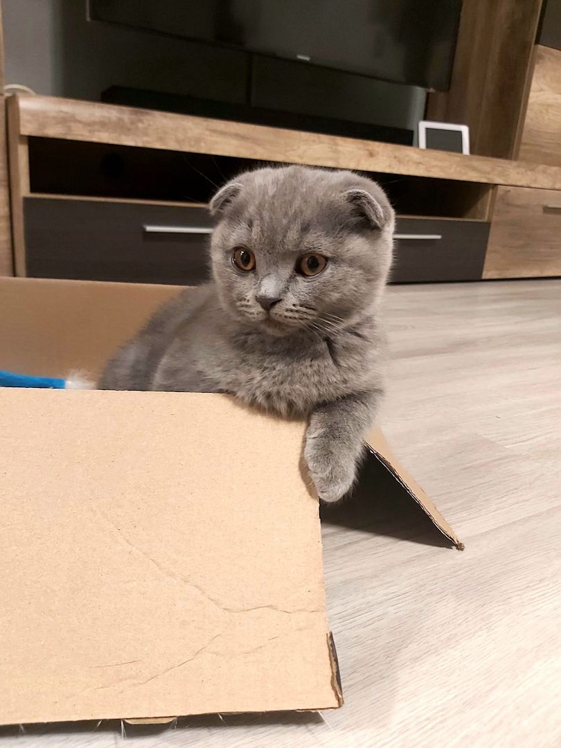 BKH Kitten Scottish-Fold Katzenbabys