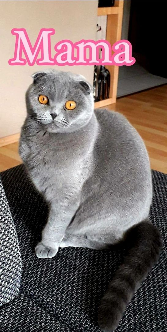 BKH Kitten Scottish-Fold Katzenbabys