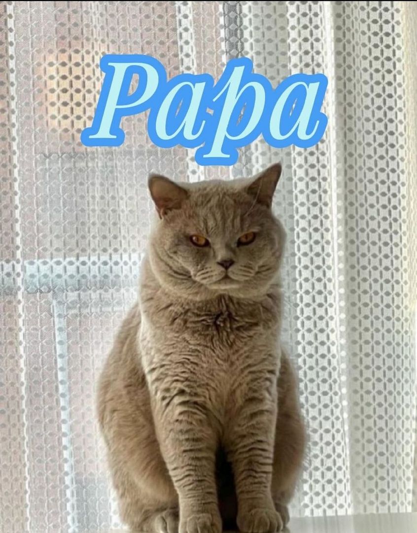 BKH Kitten Scottish-Fold Katzenbabys