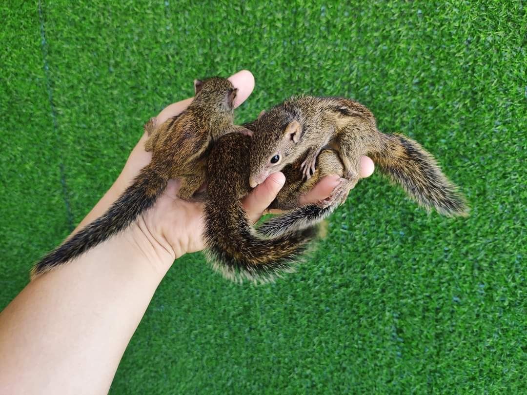 Eichhörnchen verfügbar Eichhörnchen verfügbar