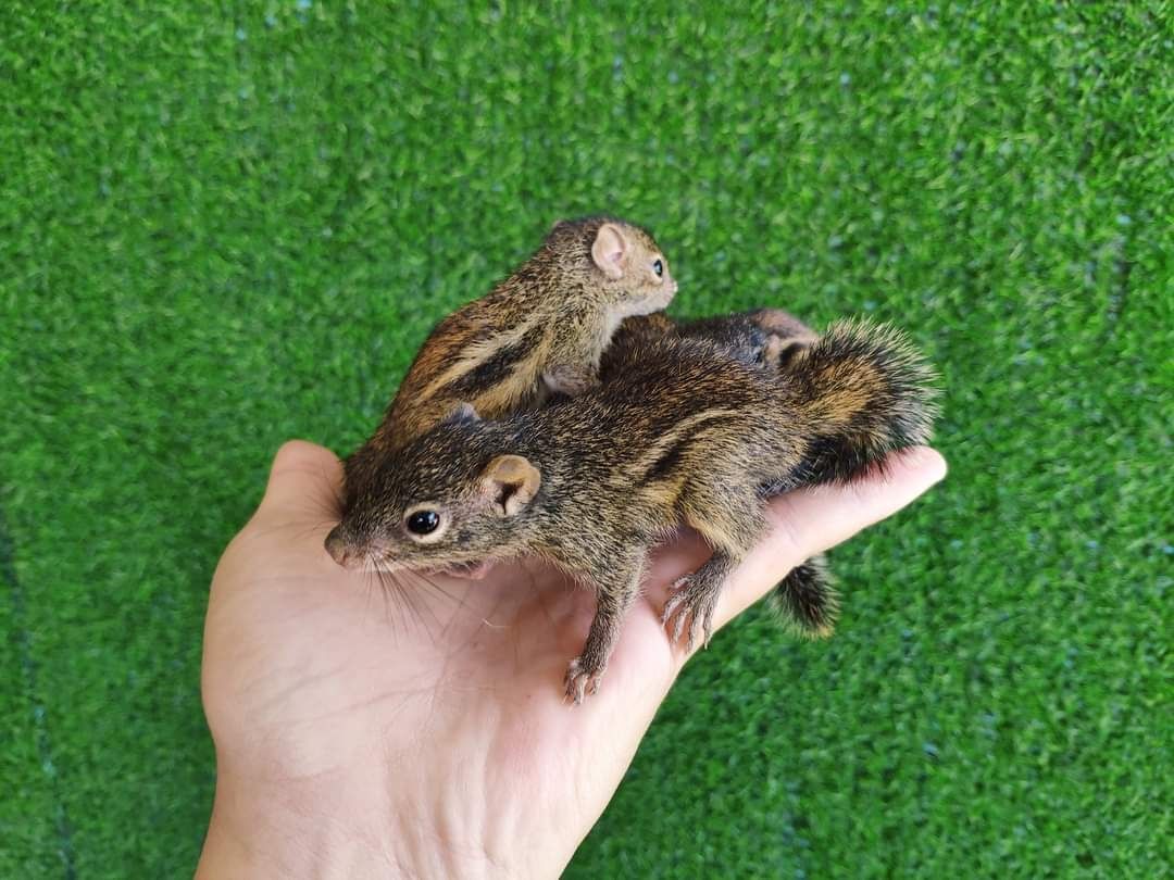 Eichhörnchen verfügbar Eichhörnchen verfügbar