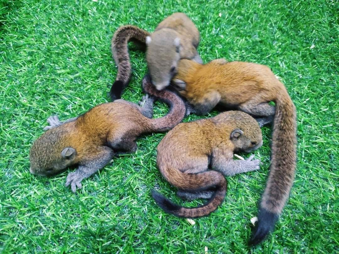 Eichhörnchen verfügbar Eichhörnchen verfügbar