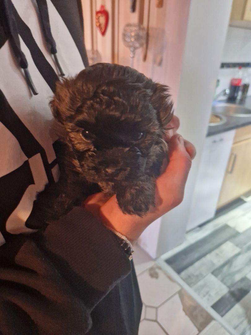 Bolonka zwetna welpen