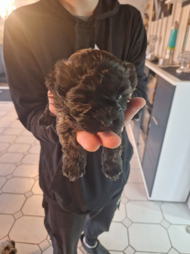 Bolonka zwetna welpen