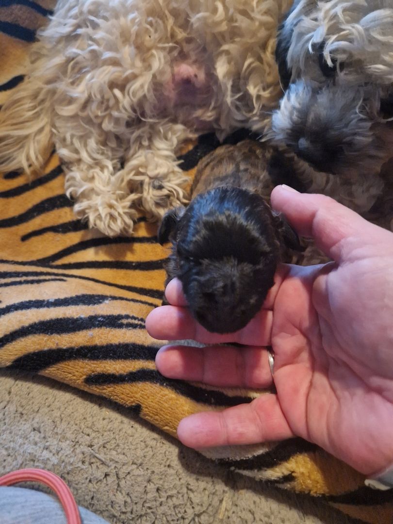 Bolonka zwetna welpen