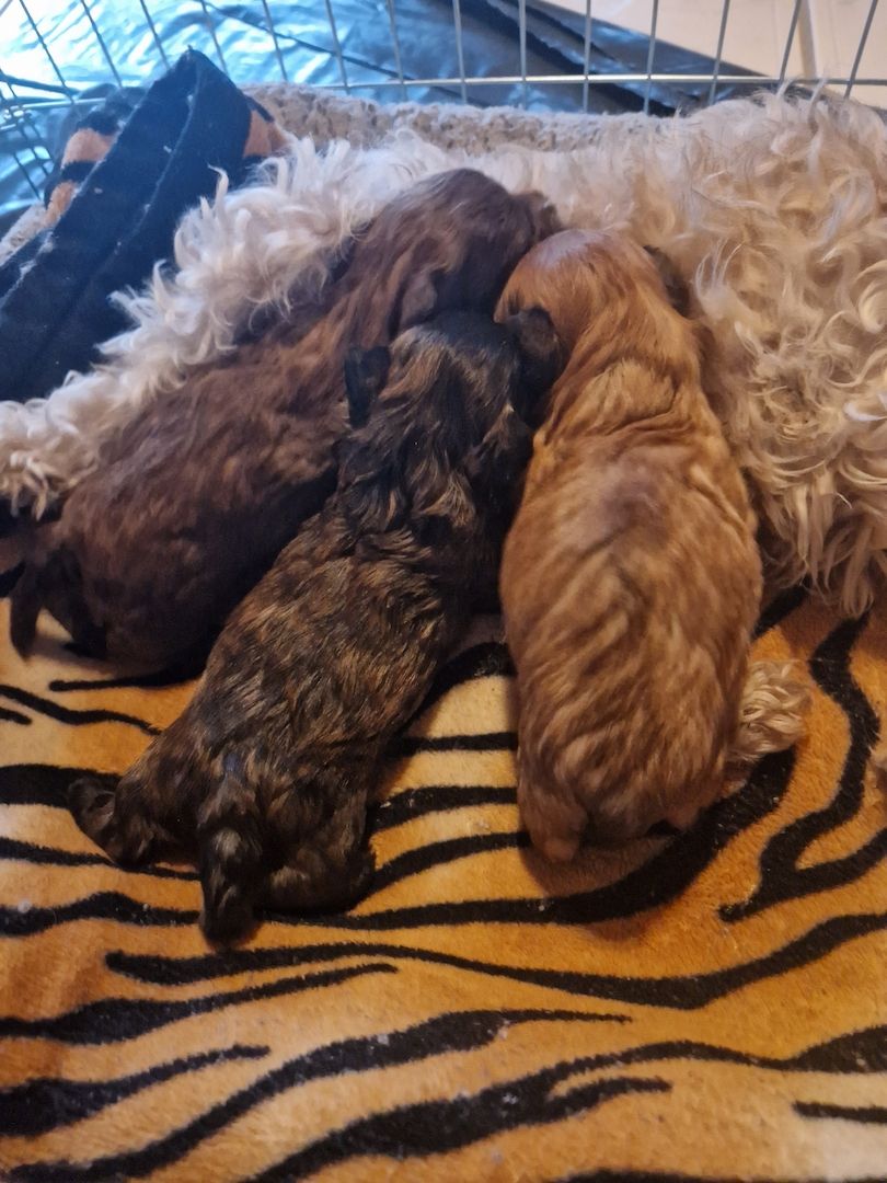 Bolonka zwetna welpen