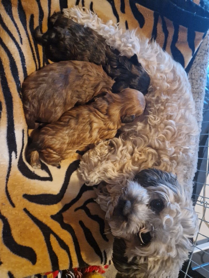 Bolonka zwetna welpen