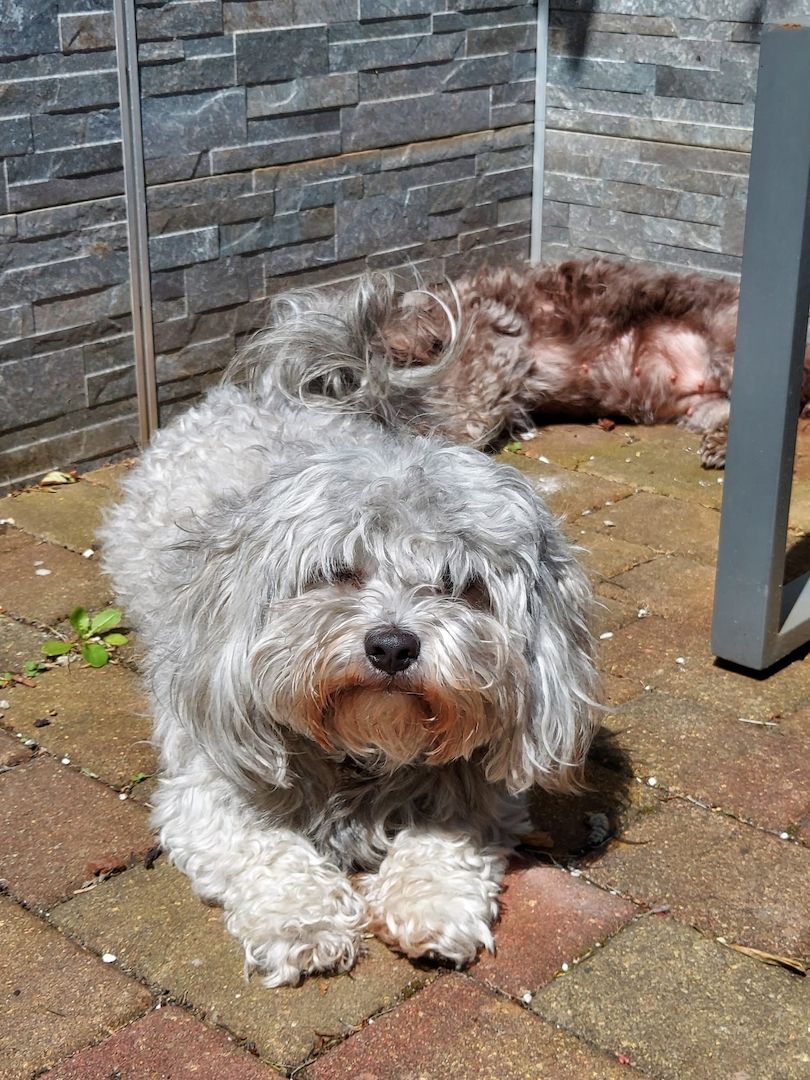 Bolonka zwetna welpen