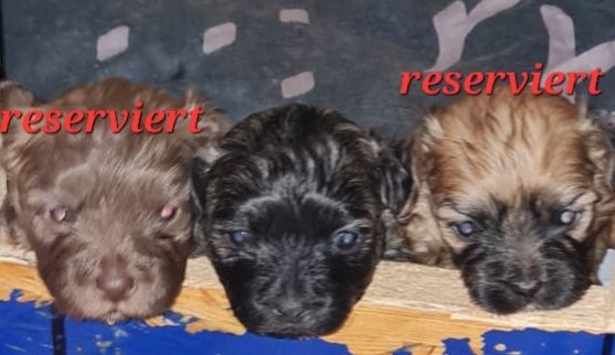 Bolonka zwetna welpen