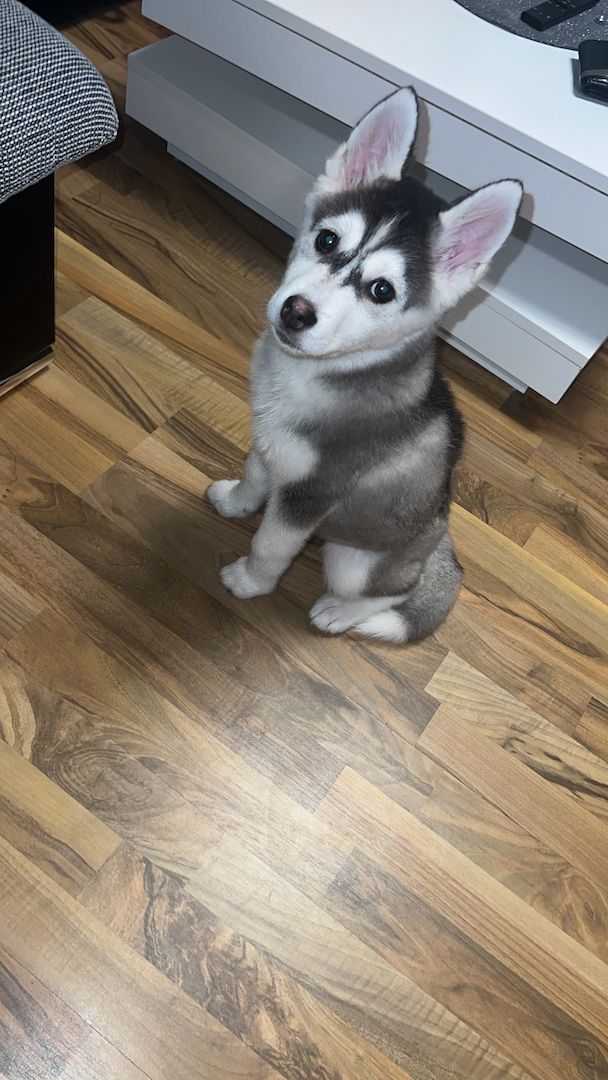 Husky sibirian