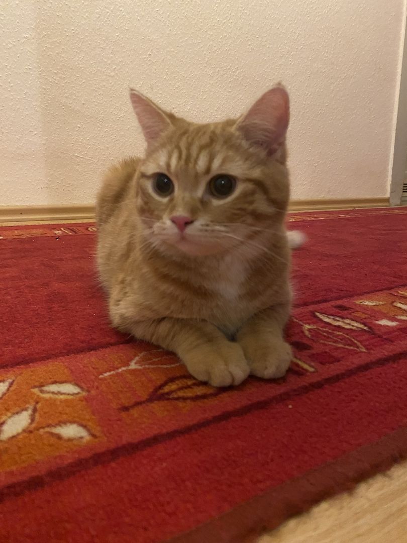 Junger red Tabby cat sucht neues Zuhause