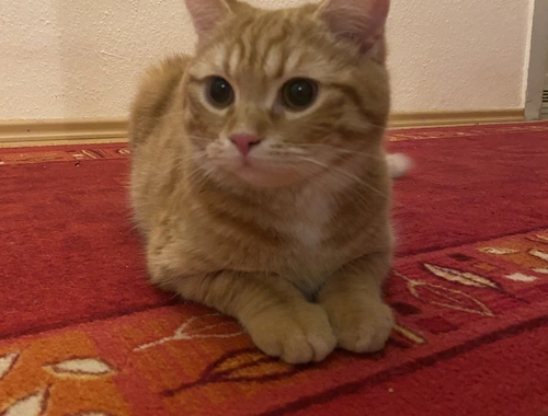Junger red Tabby cat sucht neues Zuhause